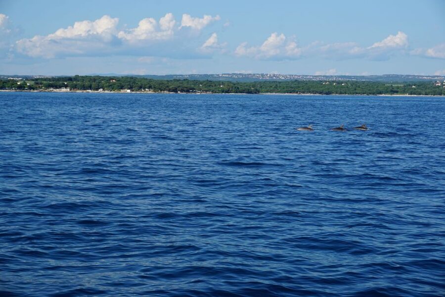 Poreč: Dolphin Spotting Cruise with Included Drinks - Practical Tips for a Better Sighting