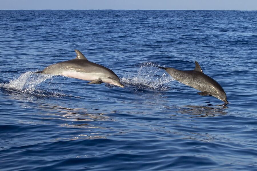 Poreč: Dolphin Spotting Cruise with Included Drinks - The First Views: Poreč Riviera and Western Istria