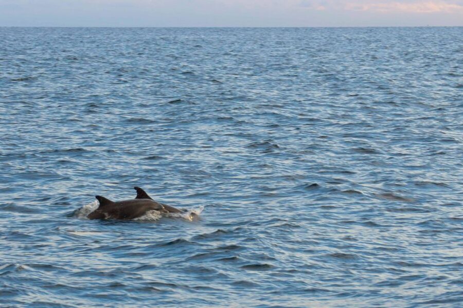 Poreč: Evening Boat Trip to Discover Dolphins - Searching for dolphins in the open sea