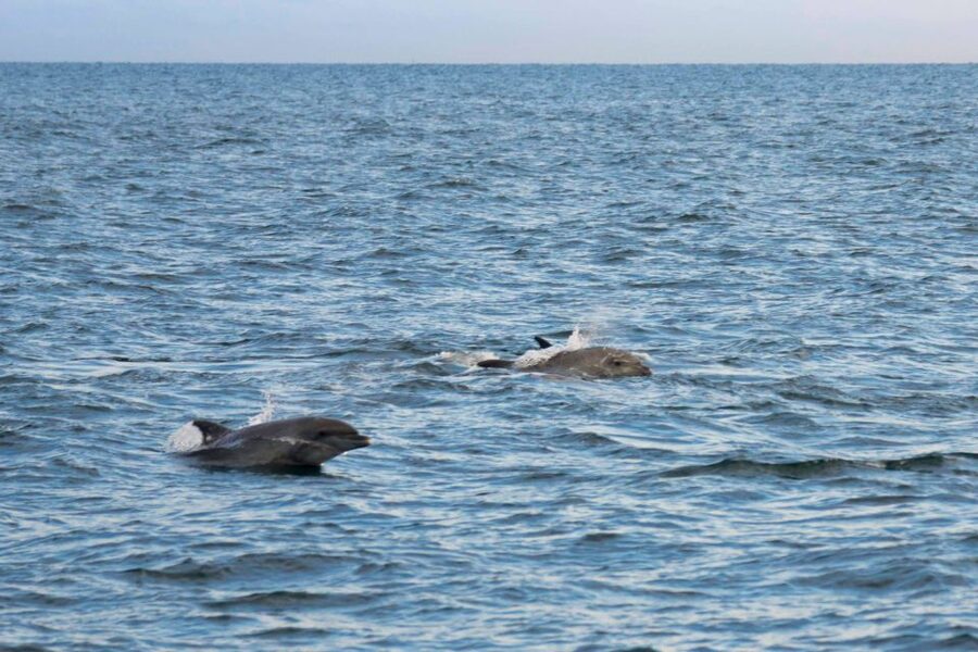 Poreč: Evening Boat Trip to Discover Dolphins - Practical tips for a better evening