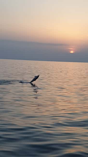 Poreč: Sunset Dolphin Safari with Dinner and Drinks - Key points to know before you book