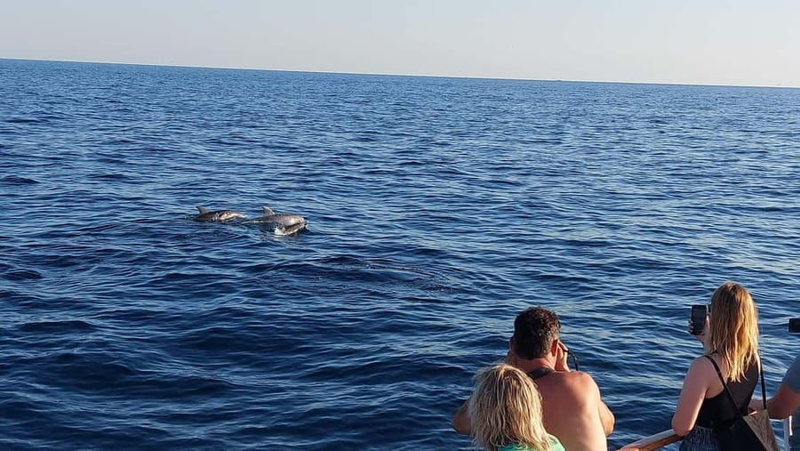 Poreč: Sunset Dolphin Safari with Dinner and Drinks - Searching for dolphins in the Adriatic