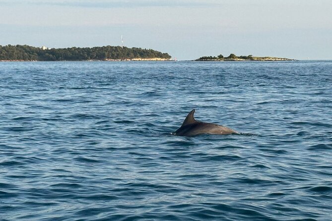 Porec Sunset Shared Cruise on Speedboat with Dolphin Sightseeing - Should you book the Poreč dolphin cruise?