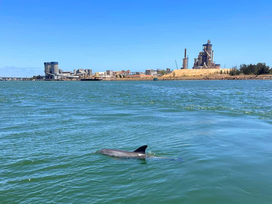 Port Adelaide: Dolphin and Maritime Cruise - Is $62 a fair price?