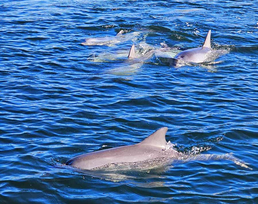 Port Adelaide: Dolphin and Maritime Cruise - Port Adelaide from the water, not the pavement