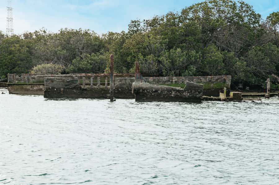 Port Adelaide: Dolphin and Ships Graveyard Cruise - The International Bird Sanctuary and Port River wildlife