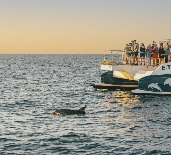 Port d'Alcudia: Sunrise at Sea & Dolphin Watching Boat Tour - Quick points before you book