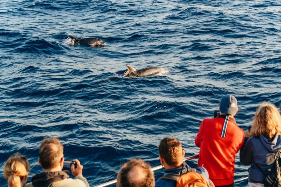 Port d'Alcudia: Sunrise at Sea & Dolphin Watching Boat Tour - Watching dolphins in the open sea