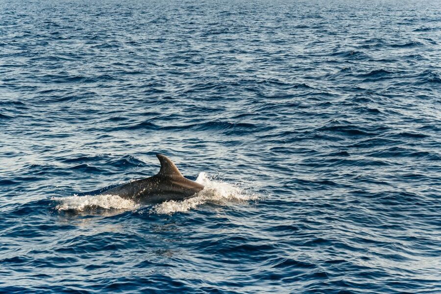 Port d'Alcudia: Sunrise at Sea & Dolphin Watching Boat Tour - How comfortable is a 150 to 200-person boat?