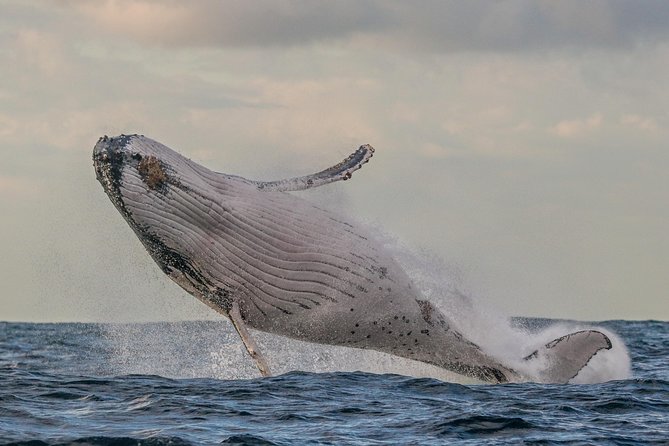 Port Stephens 3 Hour Whale and Dolphin Watch Cruise - Watching for Humpback Whales Offshore