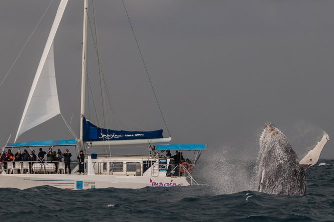 Port Stephens 3 Hour Whale and Dolphin Watch Cruise - Dolphins, Fur Seals, and Ocean Birds