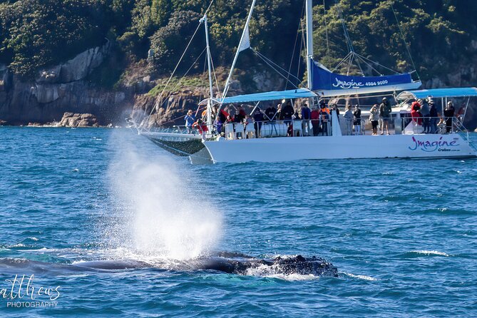Port Stephens 3 Hour Whale and Dolphin Watch Cruise - The Crew and Onboard Commentary