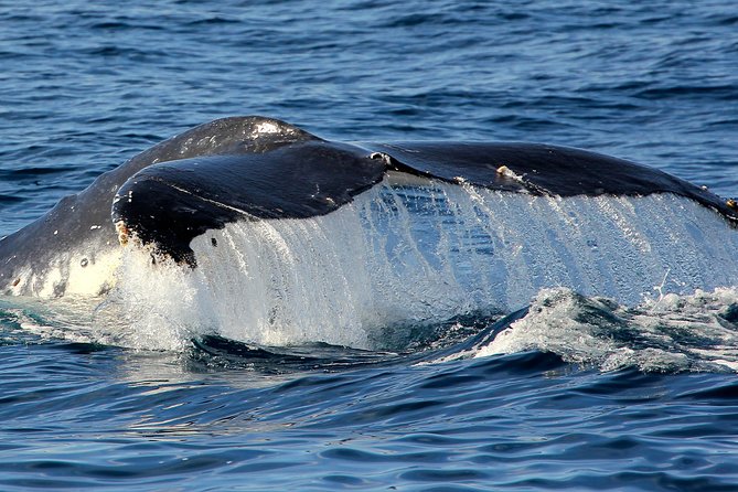 Port Stephens 3 Hour Whale and Dolphin Watch Cruise - Who Will Enjoy This Cruise Most?
