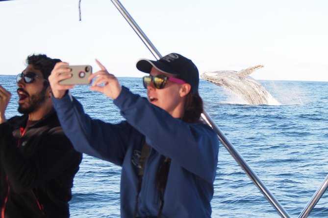 Port Stephens 3 Hour Whale and Dolphin Watch Cruise - Why the Sailing Catamaran Makes a Difference