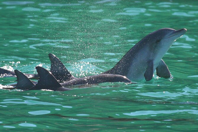 Port Stephens: Dolphin Discovery Cruise - Timing, Weather, and What to Pack