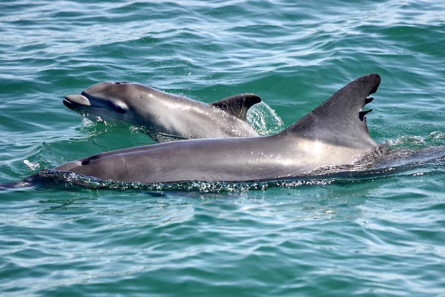 Port Stephens: Dolphin, Lunch, Koalas&Sandboarding(Japanese) - Dolphin watching in Nelson Bay