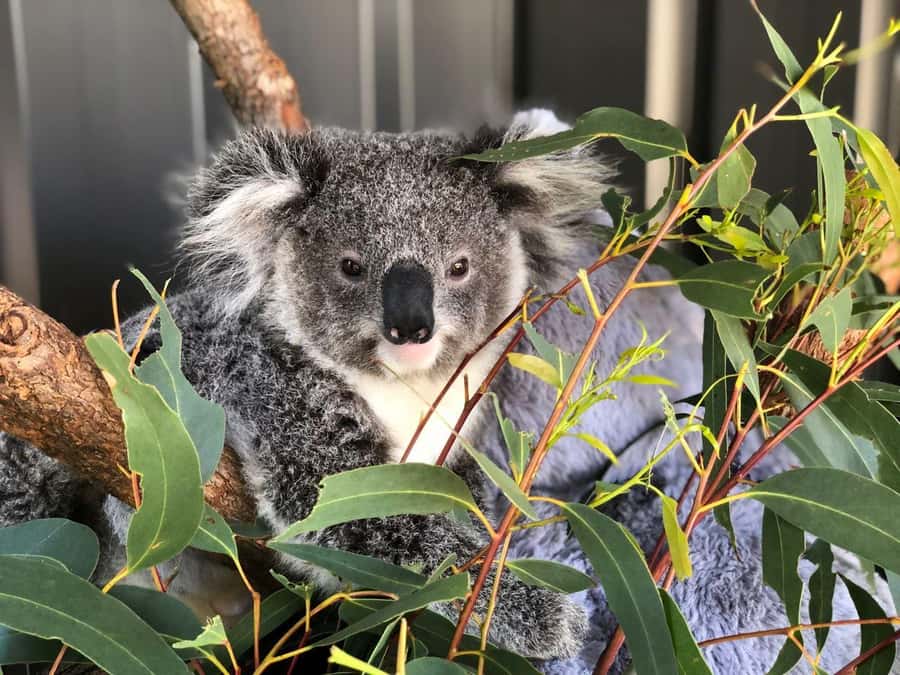 Port Stephens: Dolphin, Lunch, Koalas&Sandboarding -Mandarin - Lunch and the practical price question