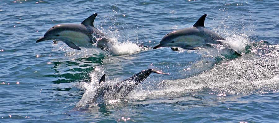 Port Stephens: Dolphin, Lunch, Koalas&Sandboarding -Mandarin - Leaving Sydney before breakfast