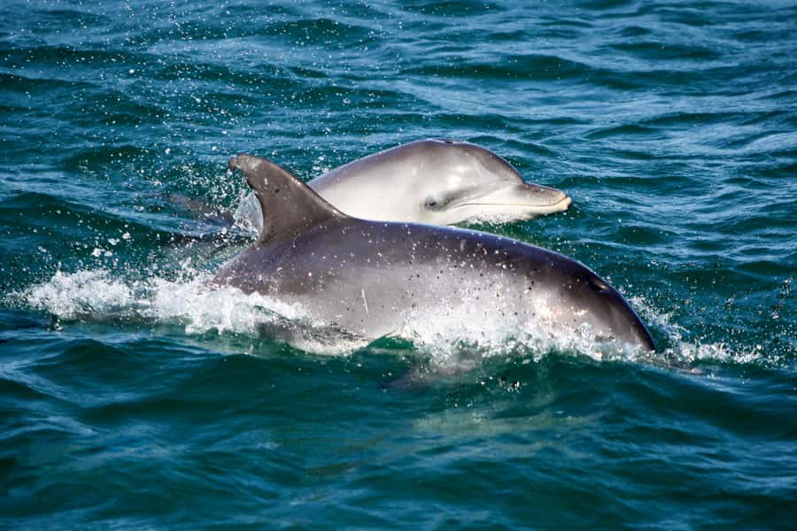 Port Stephens: Dolphin Watch Cruise with Swimming and Slides - Setting out from Nelson Bay
