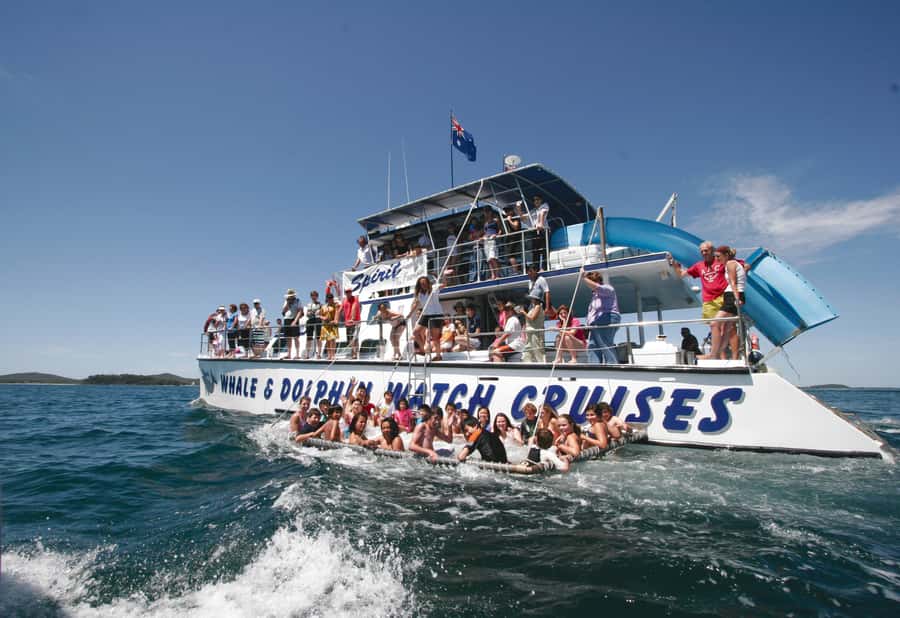 Port Stephens: Dolphin Watch Cruise with Swimming and Slides - Tomaree and Yacaaba from the water