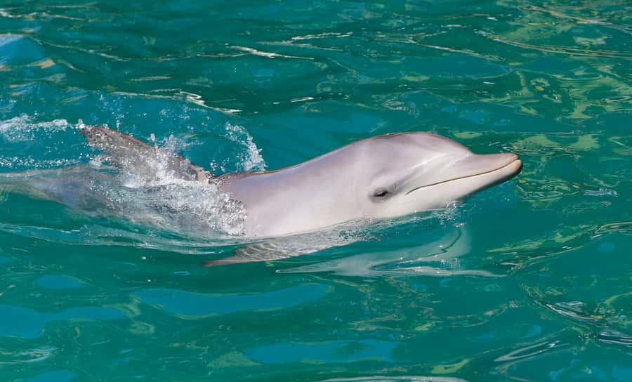Port Stephens: Dolphin Watch Cruise with Swimming and Slides - Searching for dolphins off Port Stephens