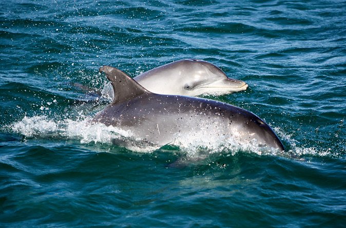 Port Stephens: Splash 'n' Slide Dolphin Cruise - Searching for bottlenose dolphins in open water
