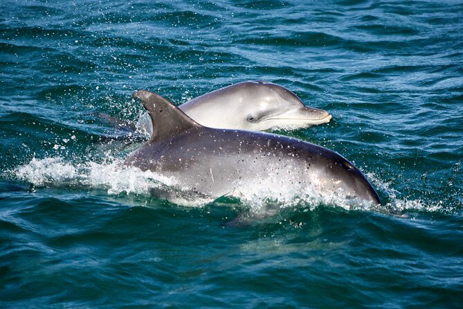 Port Stephens: Splash 'n' Slide Dolphin Cruise - What to bring for a comfortable two hours