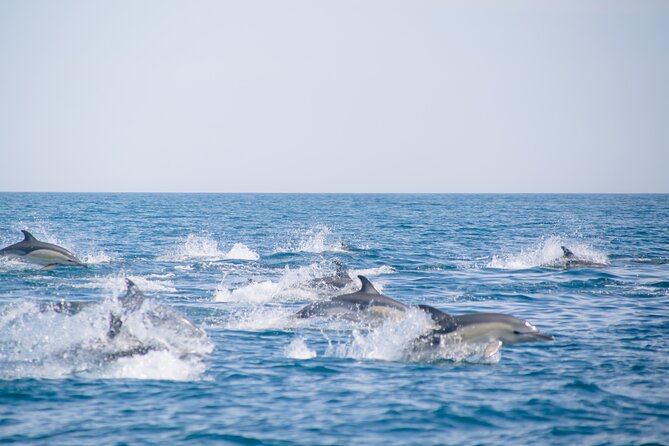 Portimão : 2.5 hours — Dolphins Watching — Biologist on Board - Setting out from Portimão Marina