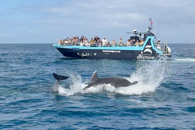 Portimão : 2.5 hours — Dolphins Watching — Biologist on Board - What the marine biologist adds