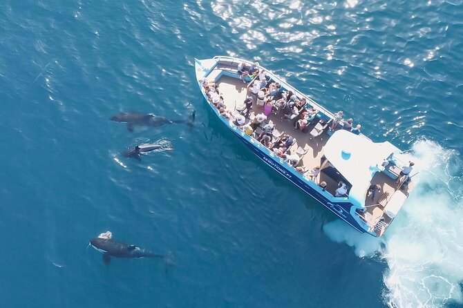 Portimão : 2.5 hours — Dolphins Watching — Biologist on Board - From wildlife to caves and Algarve cliffs