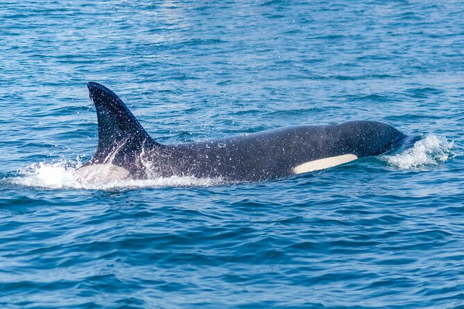 Portimão : 2.5 hours — Dolphins Watching — Biologist on Board - Why the weather can change the whole outing