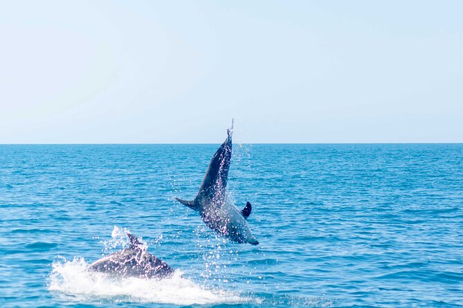 Portimão : 2.5 hours — Dolphins Watching — Biologist on Board - Is $48.06 a good price?