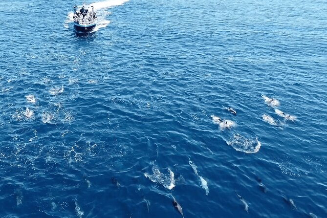 Portimão : 2.5 hours — Dolphins Watching — Biologist on Board - Who will enjoy this boat trip most