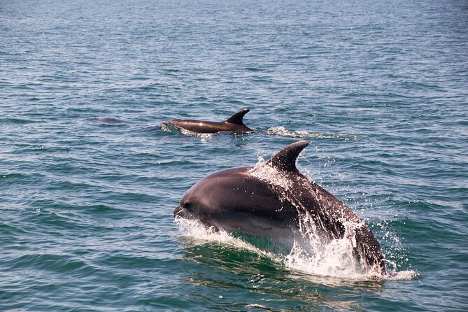 Portimão : 2.5 hours — Dolphins Watching — Biologist on Board - Practical advice for a smoother outing