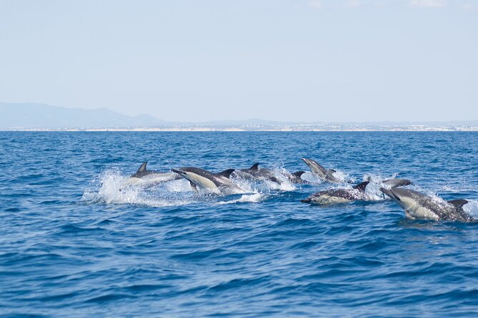 Portimão : 2.5 hours — Dolphins Watching — Biologist on Board - Watching dolphins in the Atlantic