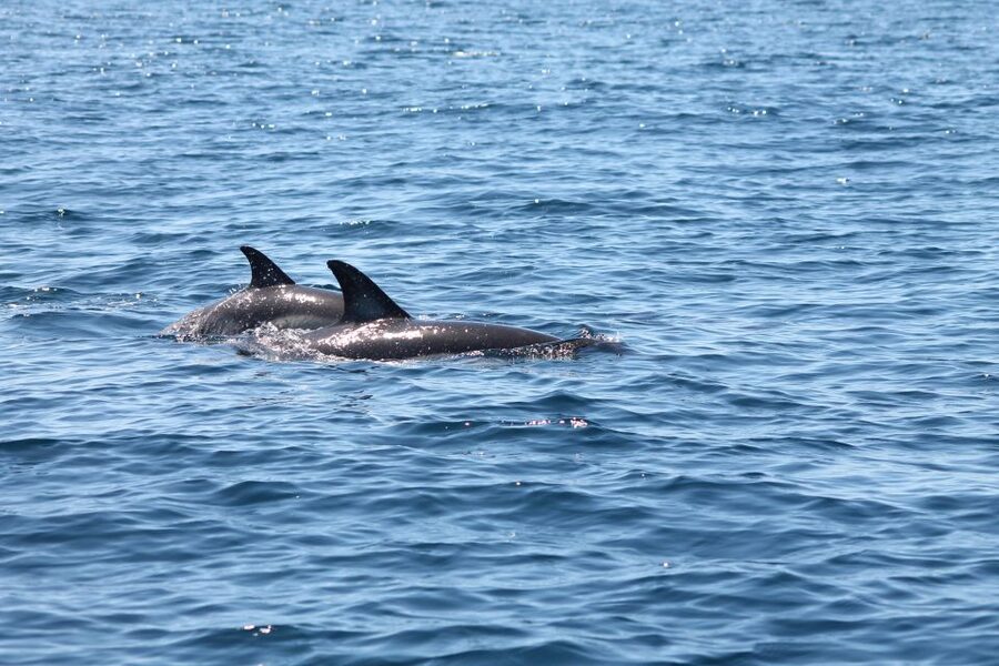 Portimão: 2-Hour Dolphin Watching Boat Tour - Key points to know before booking