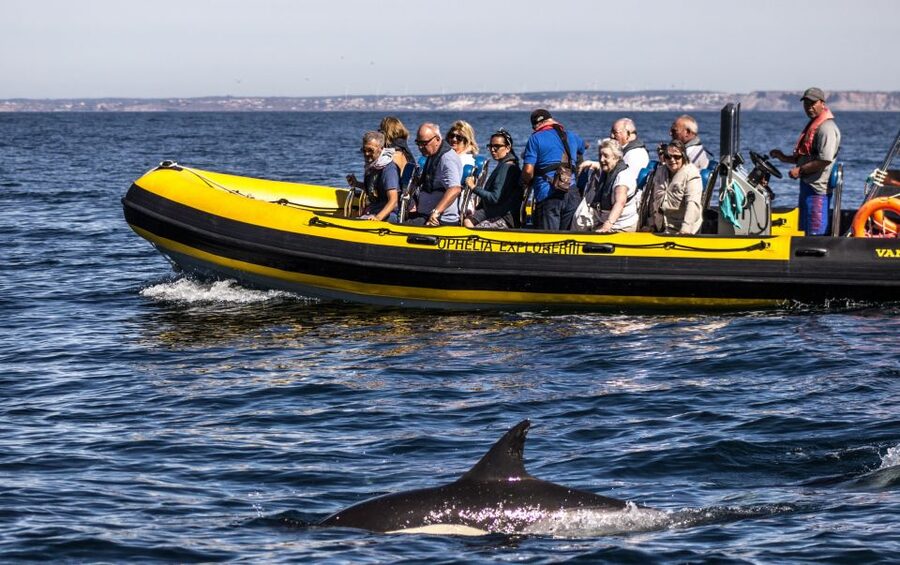 Portimão: 2-Hour Dolphin Watching Boat Tour - Returning along the caves near Benagil