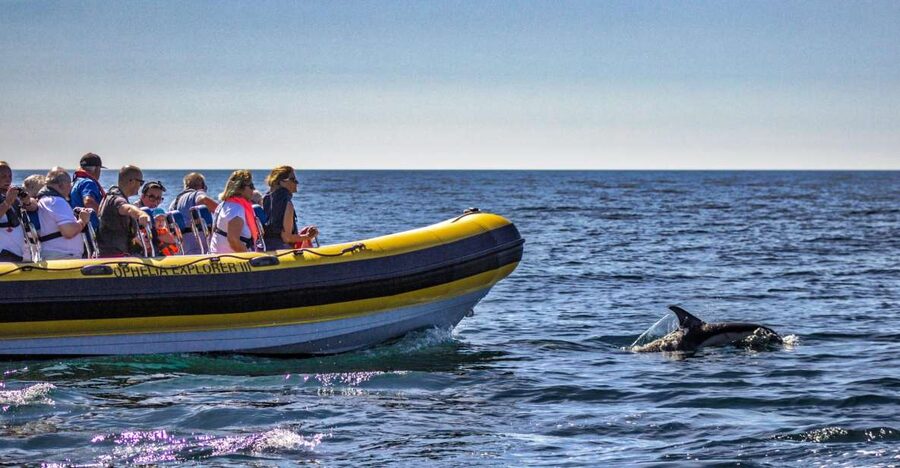Portimão: 2-Hour Dolphin Watching Boat Tour - Guides, languages, and the human side