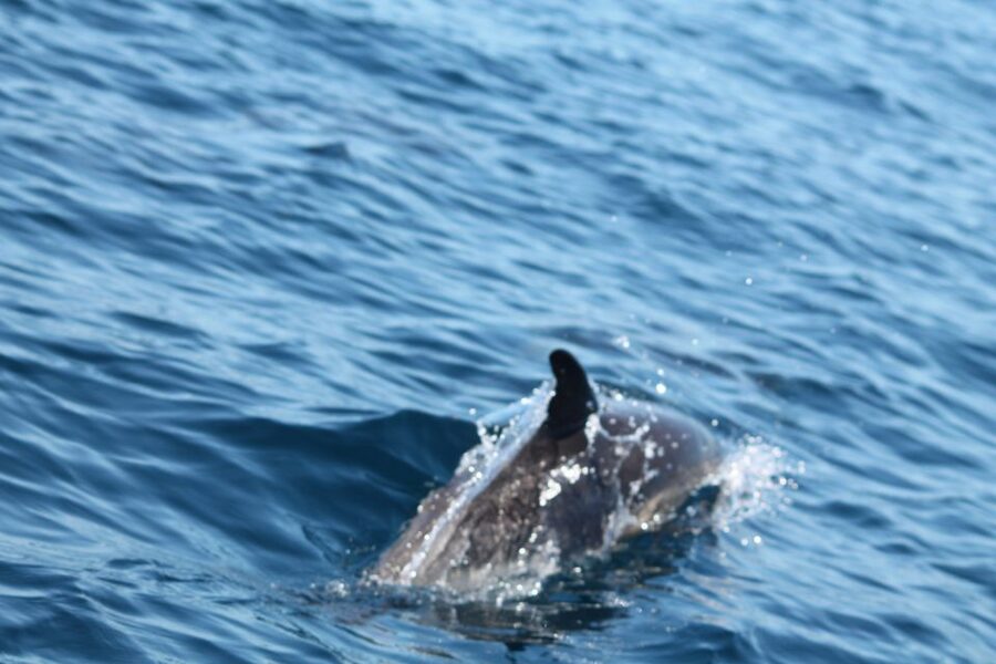 Portimão: 2-Hour Dolphin Watching Boat Tour - Who will enjoy this trip most?