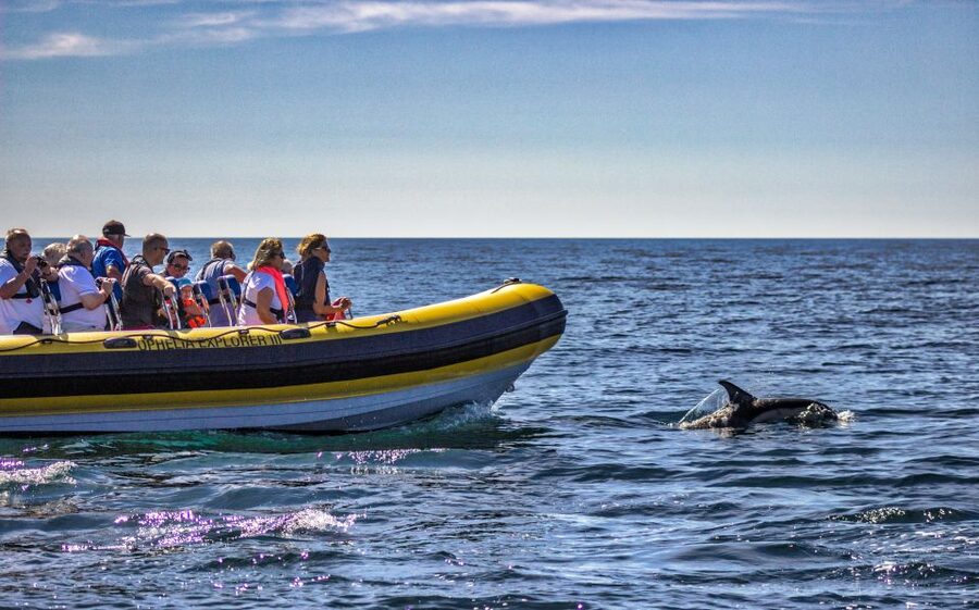 Portimão: 2-Hour Dolphin Watching Boat Tour - Should you book the Portimão dolphin tour?