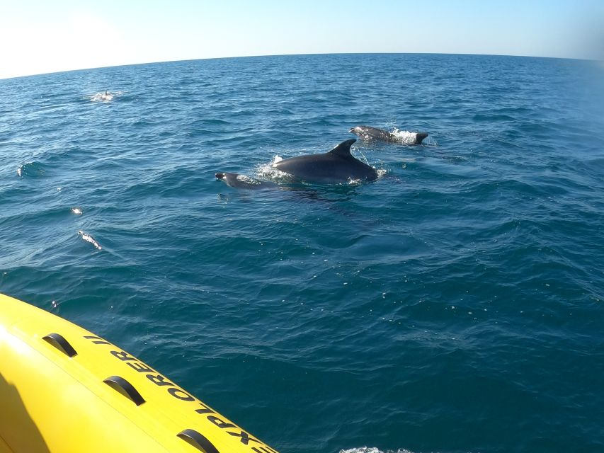 Portimão: 2-Hour Dolphin Watching Boat Tour - Looking for dolphins beyond the Algarve coast