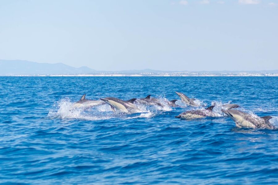 Portimão: Benagil Caves & Dolphins Watching with Biologist - The optional swim stop