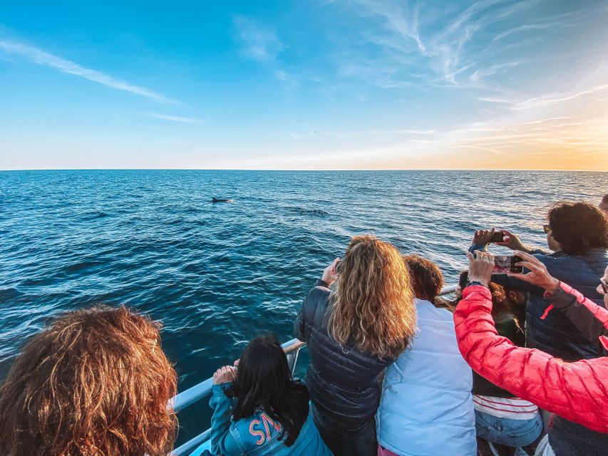 Portimão: Benagil Caves & Dolphins Watching with Biologist - Searching the Atlantic for dolphins