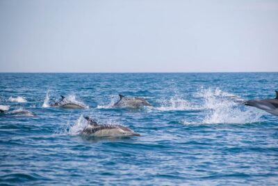 Embark on Nature•Benagil and Dolphins•Biologist on board