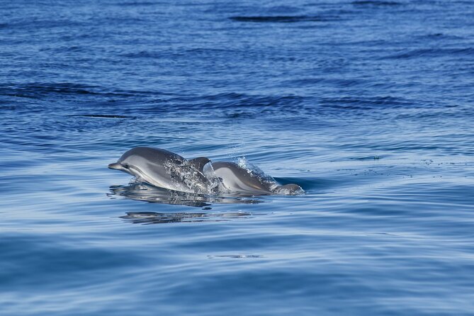 Portimão:Embark on Nature•Benagil and Dolphins•Biologist on board - What the $48.37 price buys you