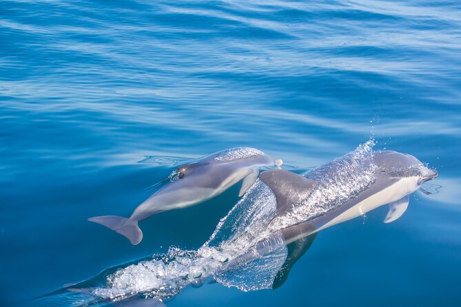 Portimão:Embark on Nature•Benagil and Dolphins•Biologist on board - Booking, cancellation, and practical details