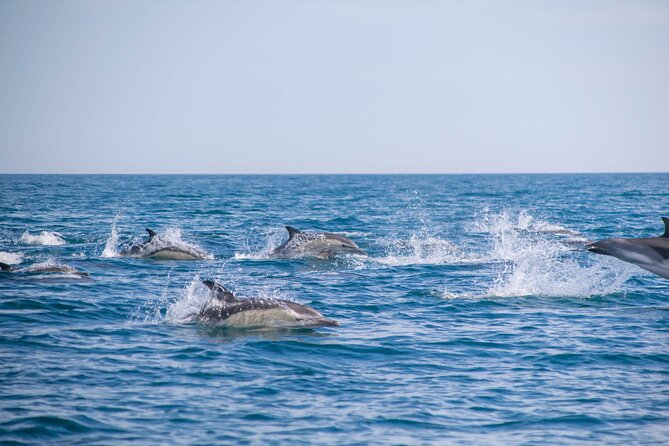 Portimão:Embark on Nature•Benagil and Dolphins•Biologist on board - Inside Benagil Cave, with clear limits