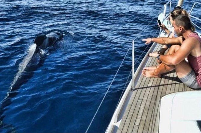 Premium All Inclusive Whale & Dolphin Watching Experience - Key points at a glance