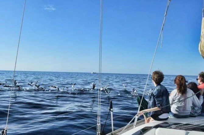 Premium All Inclusive Whale & Dolphin Watching Experience - The swim and snorkeling stop