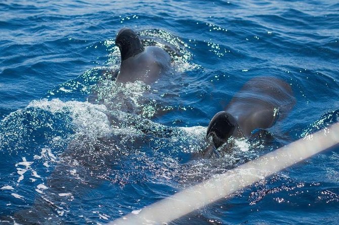 Premium All Inclusive Whale & Dolphin Watching Experience - Searching for whales and dolphins